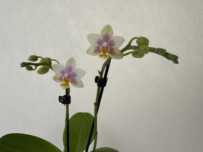 Two upright inflorescences of a Phalaenopsis Martina orchid, each bearing a single open flower with cream-coloured petals, pink-purple markings and a yellow lip. Numerous green buds along the panicles. Green leaves at the base.